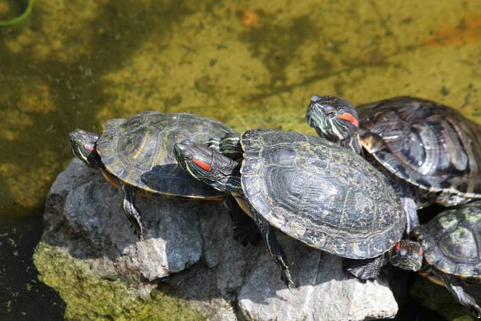 Красноухие черепахи (Trachemys scripta), фото фотография рептилии