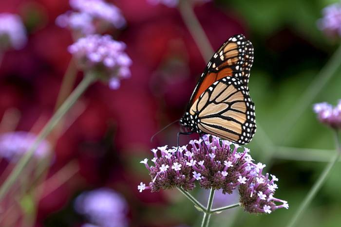 Бабочка монарх на цветке, фото фотография насекомые