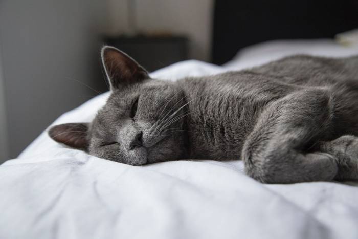 Спящий серый кот, фото фотография питомцы