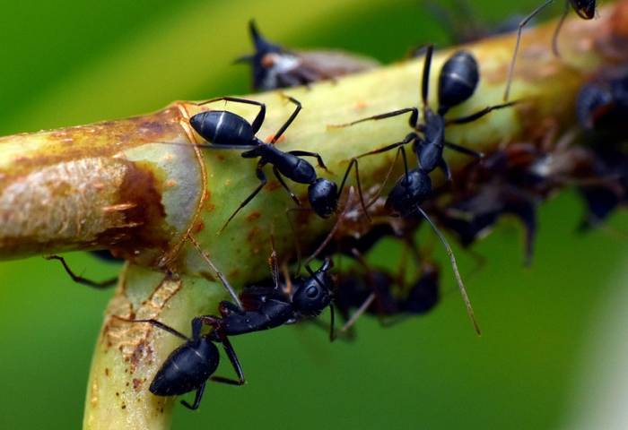 Черные садовые муравьи (Lasius niger), фото фотография насекомые