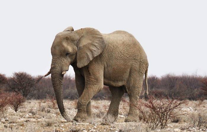 Саванный слон (Loxodonta africana), фото фотография 