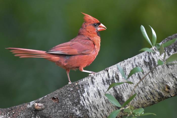 Красный кардинал, или виргинский кардинал (лат. Cardinalis cardinalis), фото фотография птицы