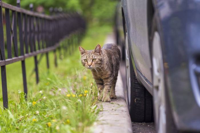 Кошка гуляет около машины, фото фотография 