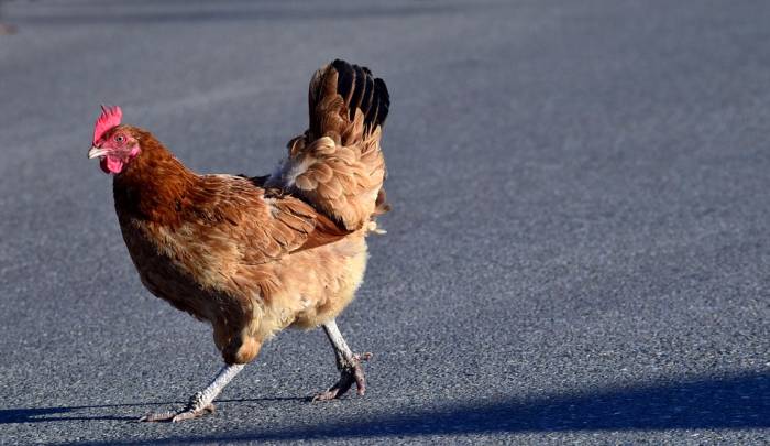 Домашняя курица бежит по дороге, фото фотография птицы