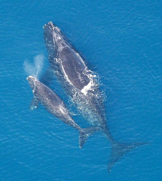 Северный гладкий кит (Eubalaena glacialis), фото фотография 