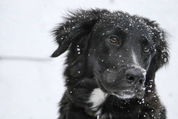 Черная собака в снегу, фото фотография 