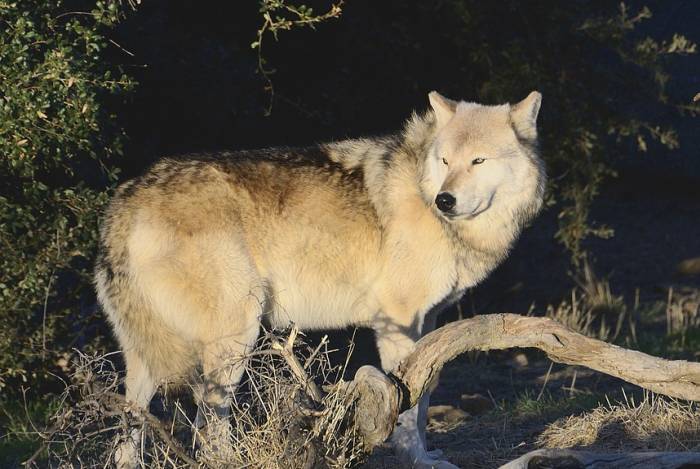 Серый волк (лат. Canis lupus), фото фотография хищники
