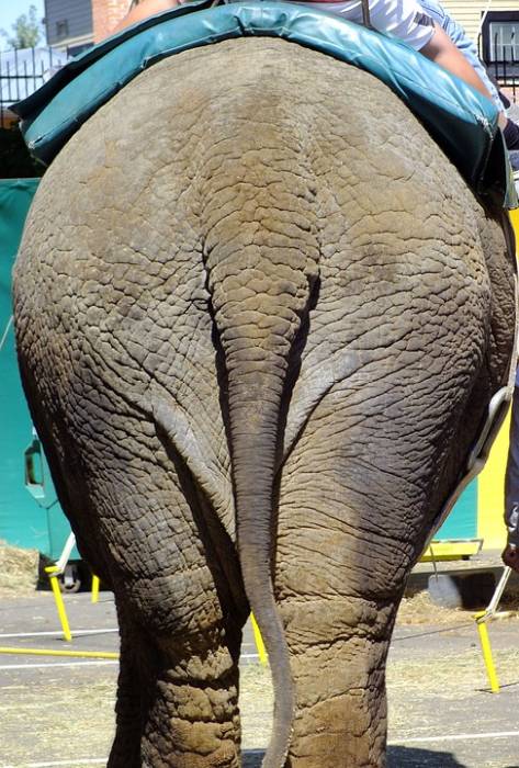 Задница, задняя часть слона, хвост слона, фото фотография 