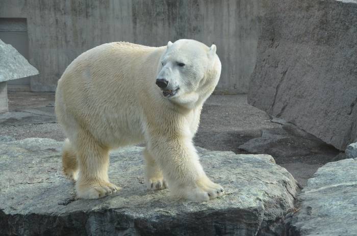 Белый медведь, полярный медведь (Ursus maritimus), фото фотография хищники