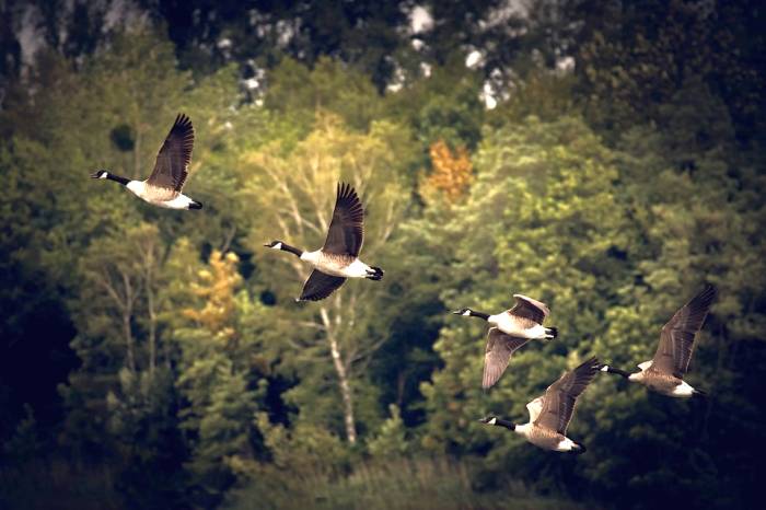 Канадские казарки в полете, фото фотография птицы
