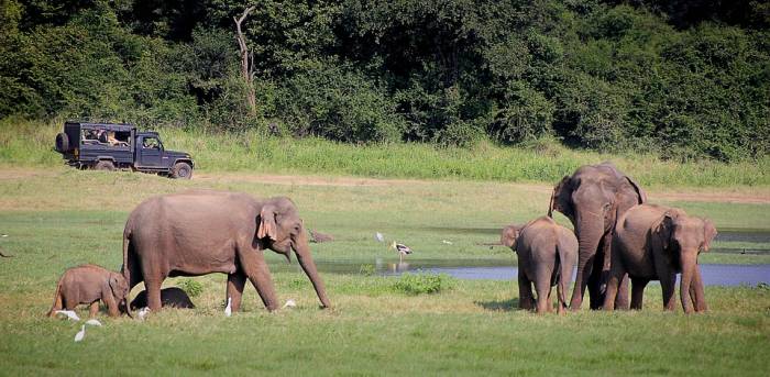 Дикие азиатские слоны и джип, фото фотография 