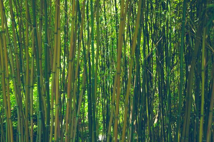 Заросли бамбука, фото фотография растения