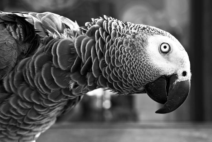 Жако, или серый попугай (Psittacus erithacus), фото новости о животных фотография птицы