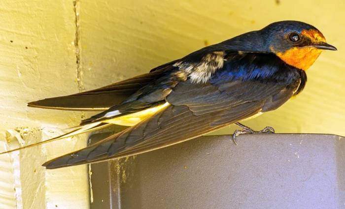 Деревенская ласточка, или ласточка-касатка (лат. Hirundo rustica), фото фотография птицы