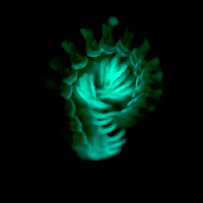 Светящаяся многоножка Motyxia, фото фотография насекомые