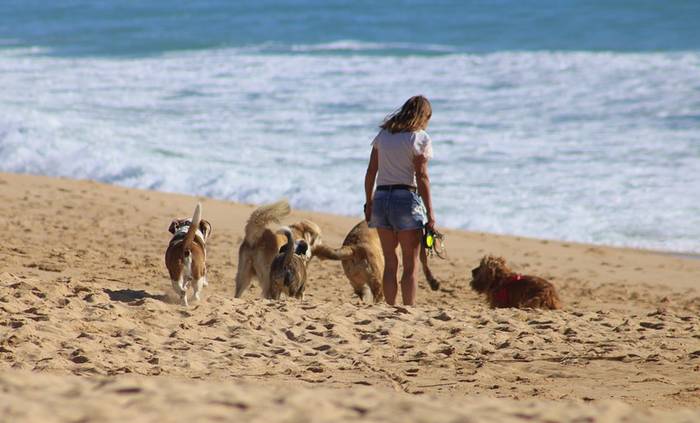 Собаки на пляже, берегу моря, фото фотография 