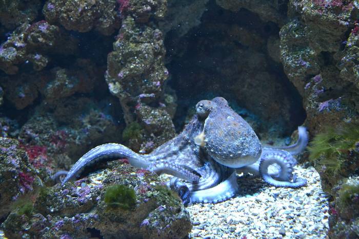 Осьминог (Octopus vulgaris), фото фотография головоногие моллюски