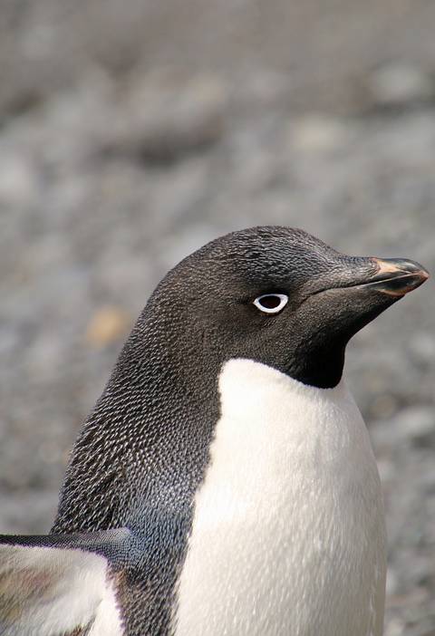 Пингвин Адели (лат. Pygoscelis adeliae), фото фотография птицы