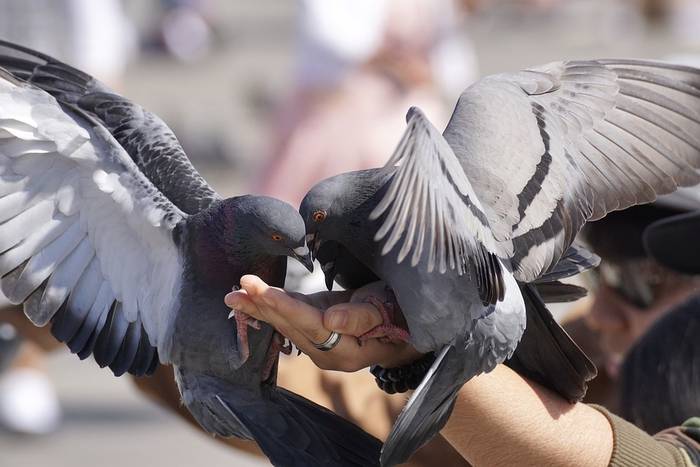Городские голуби, фото фотография птицы