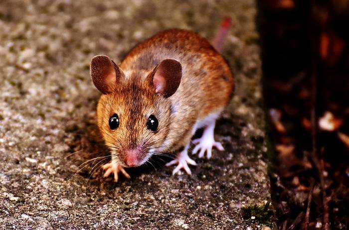 Домовая мышь мышка, фото фотография грызуны