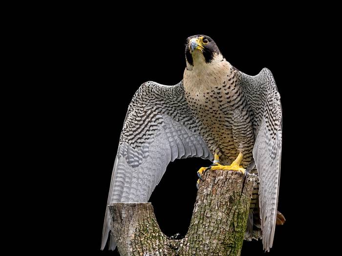 Сапсан (Falco peregrinus), фото фотография птицы