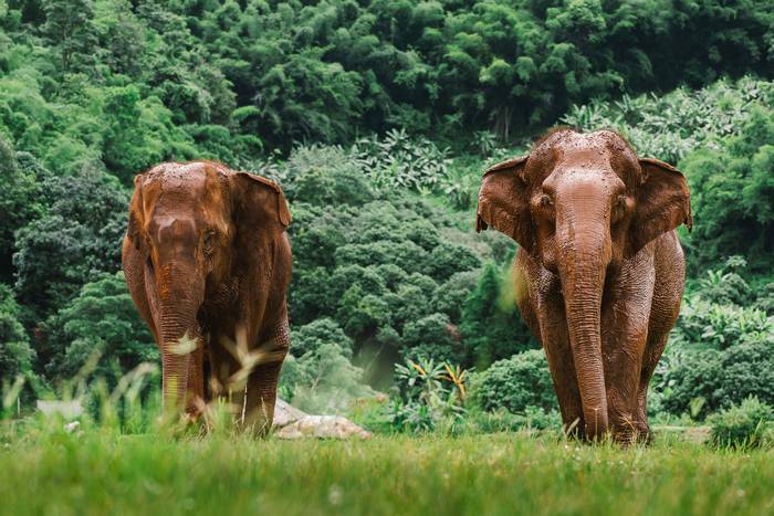 Азиатские, или индийские, слоны, фото фотография дикие животные