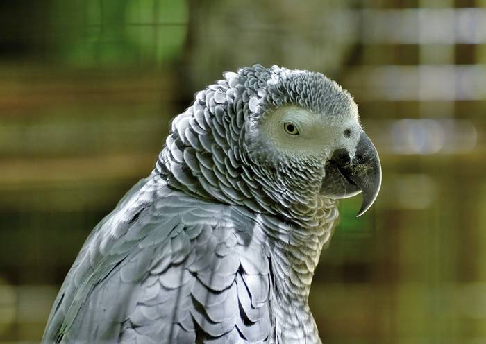 Жако, или серый попугай (лат. Psittacus erithacus), фото фотография птицы