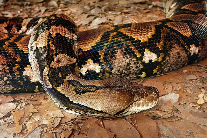 Сетчатый питон (Broghammerus reticulatus), фото новости о животных змеи фотография