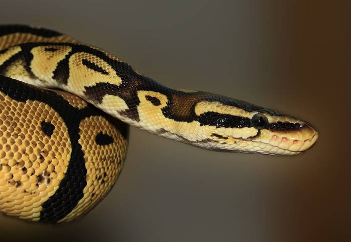 Королевский питон (Python regius), фото фотография морские рептилии