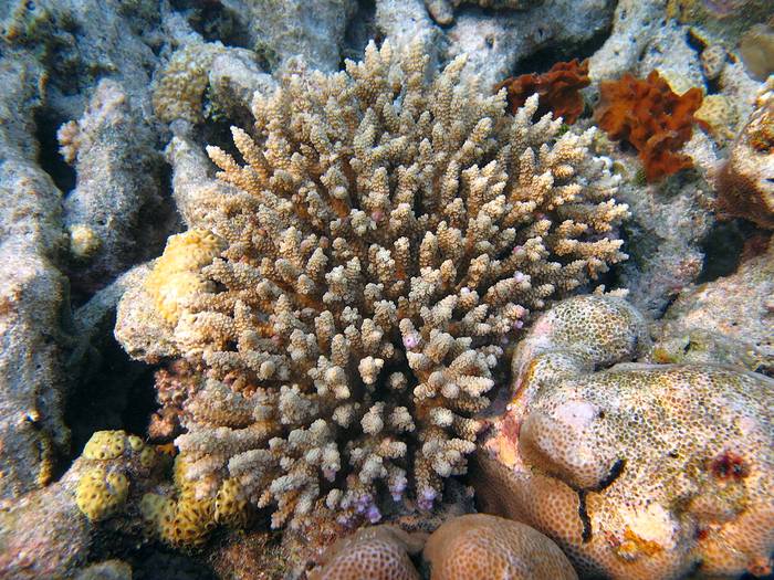 Коралл акропора (Acropora tenuis), фото фотография морские беспозвоночные