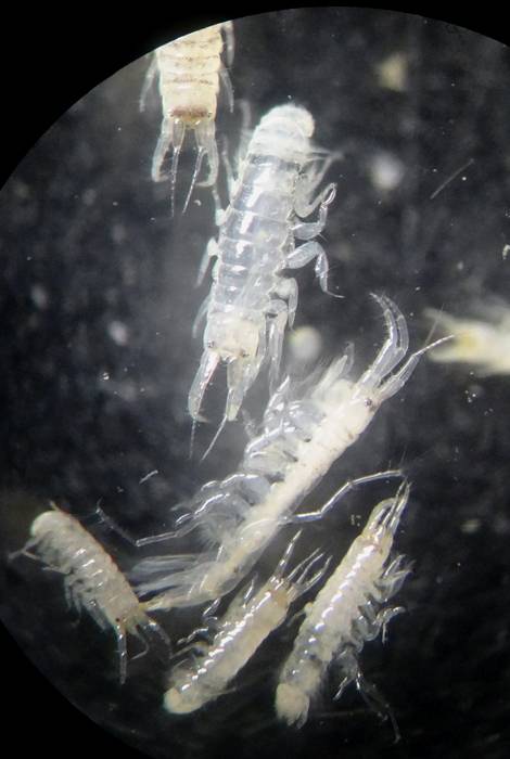 Креветки вида Crassicorophium bonellii, фото фотография членистоногие
