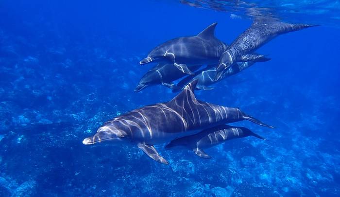 Стая дельфинов под водой, фото фотография морские млекопитающие