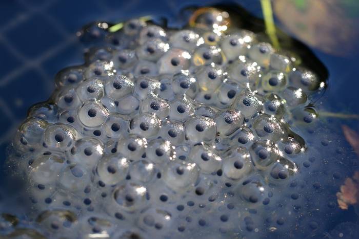 Лягушачьи яйца (икра), фото амфибии фотография