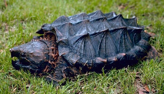 Грифовая черепаха (Macroclemys temminckii), фото рептилии фотография