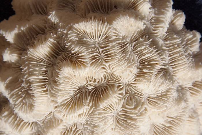 Мозговой коралл, фото фотография морские беспозвоночные