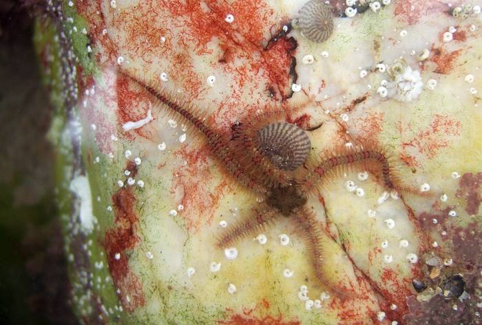Офиура (Ophiocoma), фото морские звезды фотография