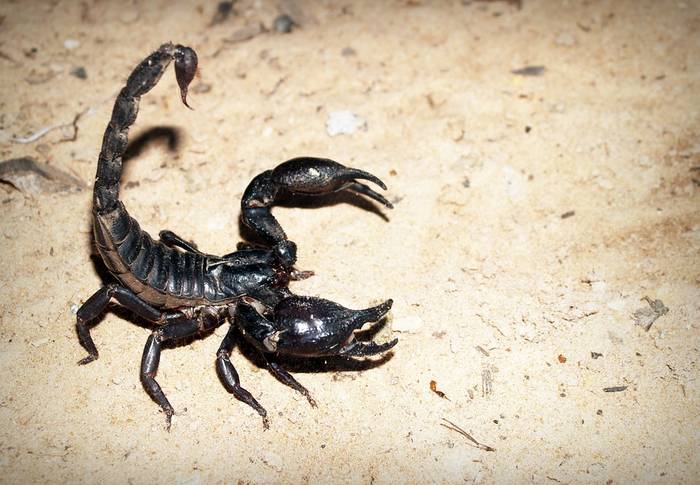 Императорский скорпион (Pandinus imperator), фото членистоногие фотография