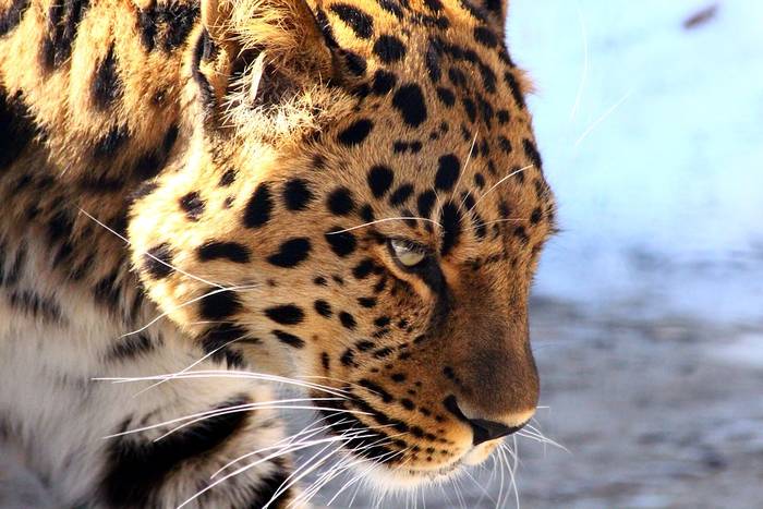 Дальневосточный леопард (Panthera pardus orientalis), фото хищники фотография 