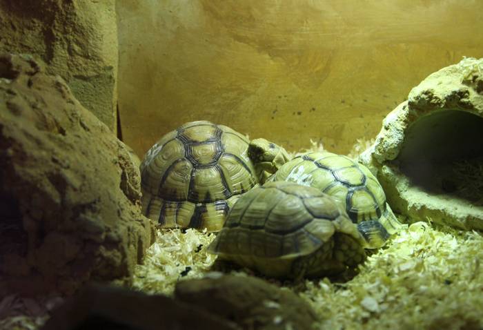 Египетская черепаха (Testudo kleinmanni), фото рептилии фотография 