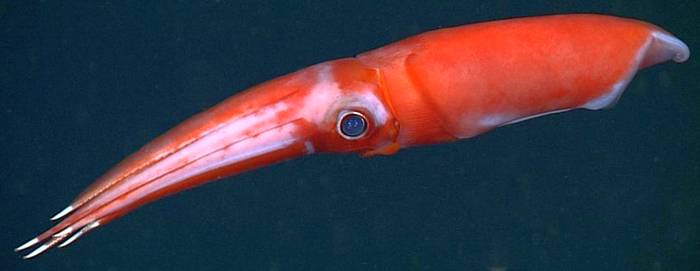 Глубоководный кальмар (Octopoteuthis deletron), фото фотография беспозвоночные