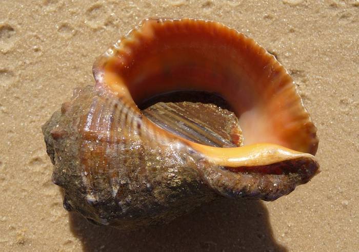 Рапана, или венозная рапана (лат. Rapana venosa), фото фотография моллюски