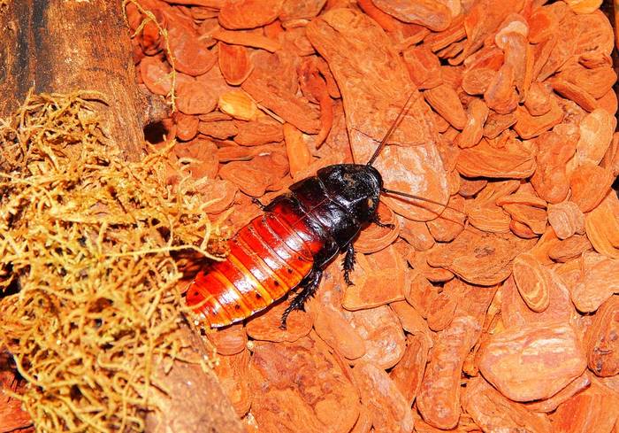 Мадагаскарский шипящий таракан (Gromphadorhina portentosa), фото фотография насекомые
