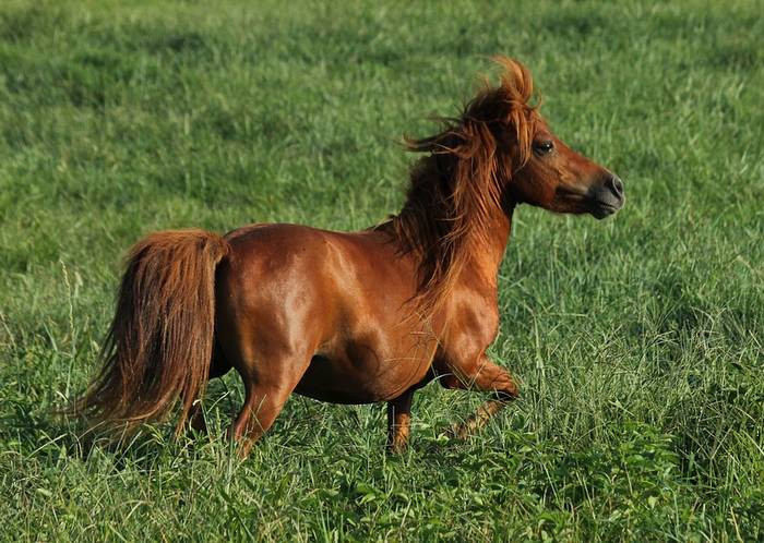 Миниатюрная лошадь лошадка, фото фотография 