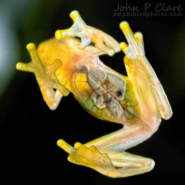 Сетчатая стеклянная лягушка (Hyalinobatrachium valerioi), фото фотография амфибии