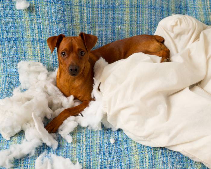 Пес распотрошивший подушку, разгромивший квартиру, фото собаки фотография