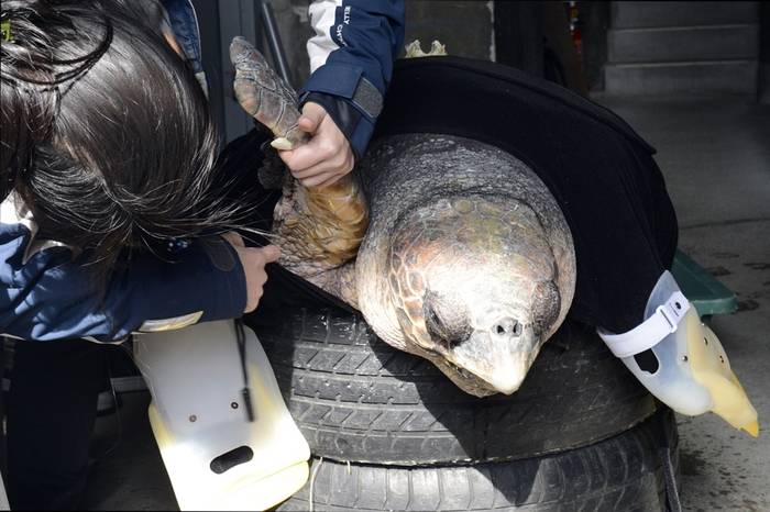 Черепаха-инвалид Юу-Тян, фото рептилии фотография
