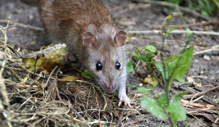 Серая крыса, или пасюк (Rattus norvegicus), фото фотография грызуны