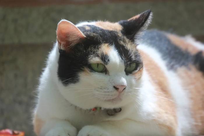 Толстая жирная полная кошка, фото фотография 
