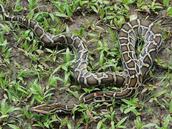 Иероглифовый питон (Python sebae), фото рептилии змеи фотография
