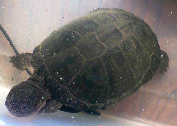 Каштановая складная черепаха (Pelusios castaneus), ранее принимавшейся за сейшельская черепаха (Pelusios seychellensis), фото фотография рептилии